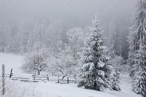 Spruce, covered with a thick layer of snow and frost in the mist. Winter,