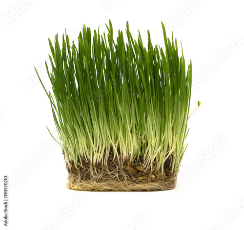 Green grass with dirt and seeds isolated on white background. Oat sprouts.