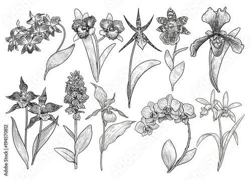 Fototapeta Naklejka Na Ścianę i Meble -  Orchid flower collection illustration, drawing, engraving, ink, line art, vector