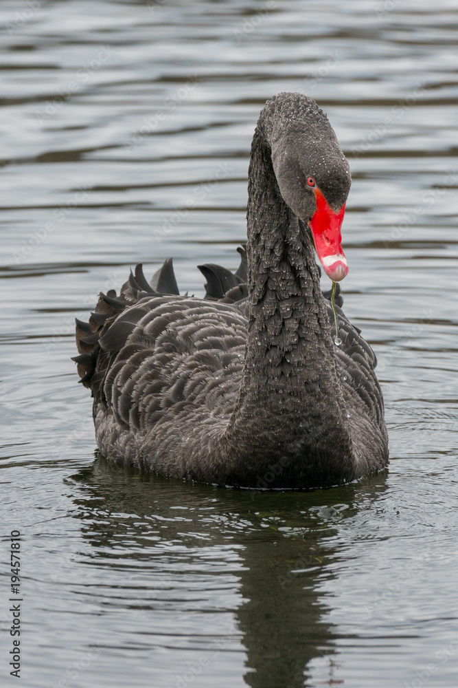 Fototapeta premium Trauerschwäne in Nordrhein-Westfalen