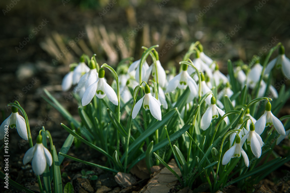 Fototapeta premium Beautiful snowdrop flowers Galanthus nivalis at spring.