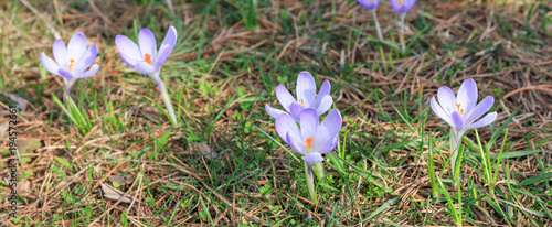 Fresh beautiful yellow crocus. Flowering crocus in early spring. First flowers crocuses bloom under bright sunlight. photo