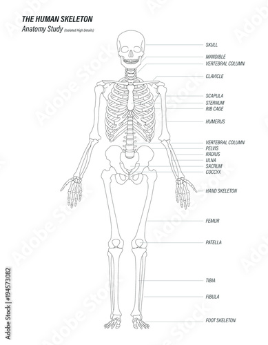 the human skeleton anatomy study concept black linear high details design