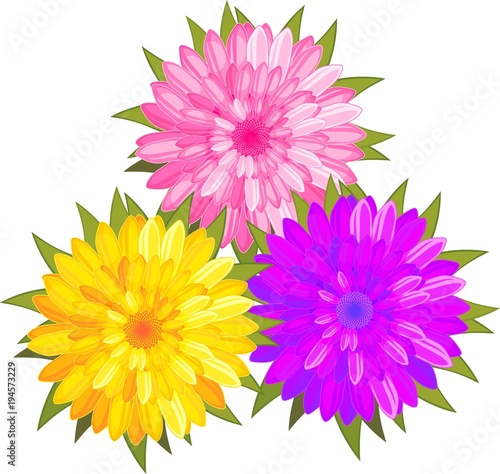 Fototapeta Naklejka Na Ścianę i Meble -  Bouquet of three flowers of chrysanthemums of different colors on white background