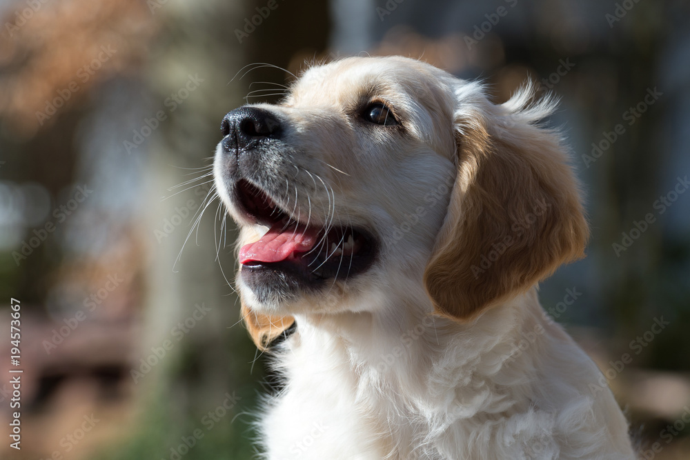 Portrait of a Golden Retriever puppy. Smiling face looking up and tongue out. Back lighting.