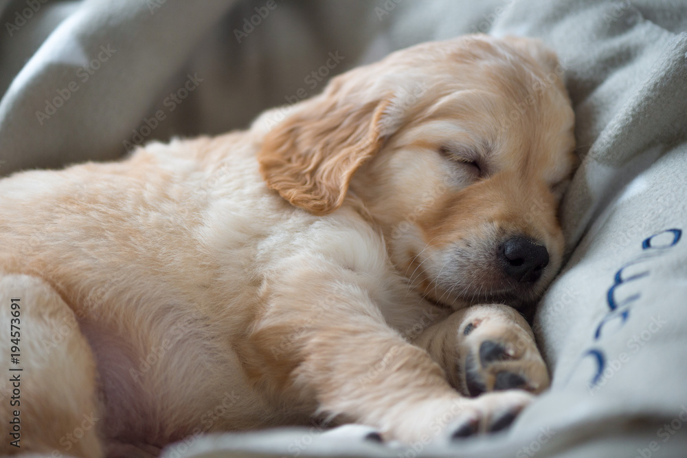 Fototapeta Portrait of a sleeping Golden Retriever puppy, lying on a cozy blanket. Close up.