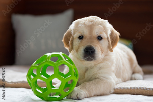 Golden Retriever puppy boy playing with his green ball. Looking up.