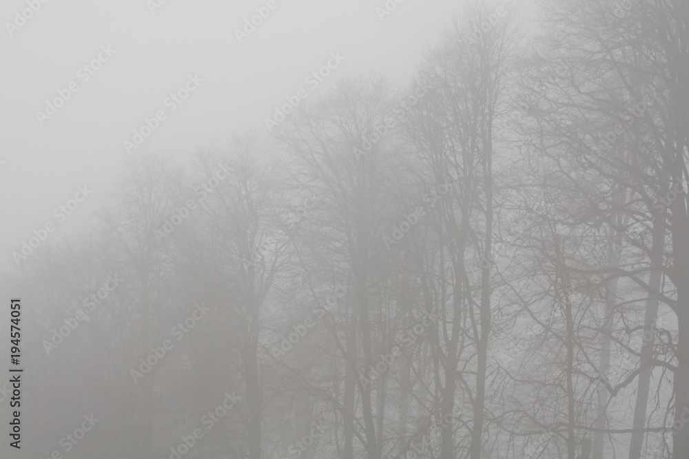 trees in fog in the mountains in winter trees in fog in the mountains in winter