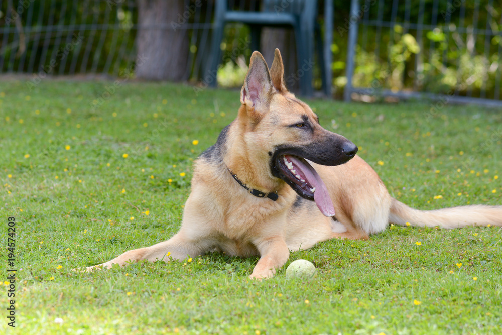 German Shepherd Dog with tennis ball at feet