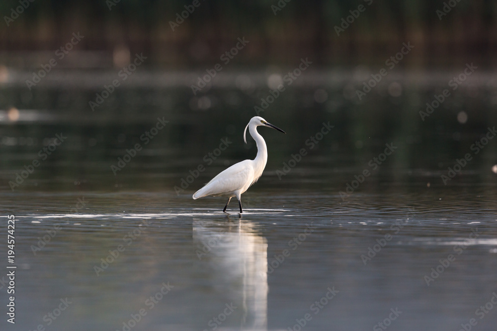 little egret (egretta garzetta) wading in dark water