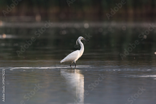little egret  egretta garzetta  wading in dark water