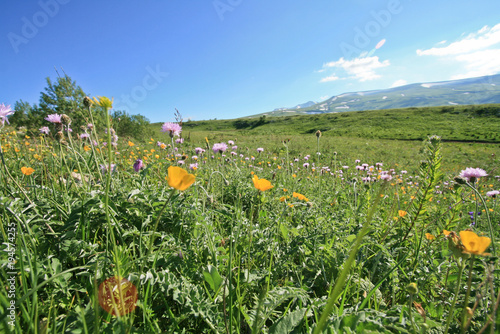 flowering wildflowers on a plateau in the mountains. bright greens and the sky. sunny day.