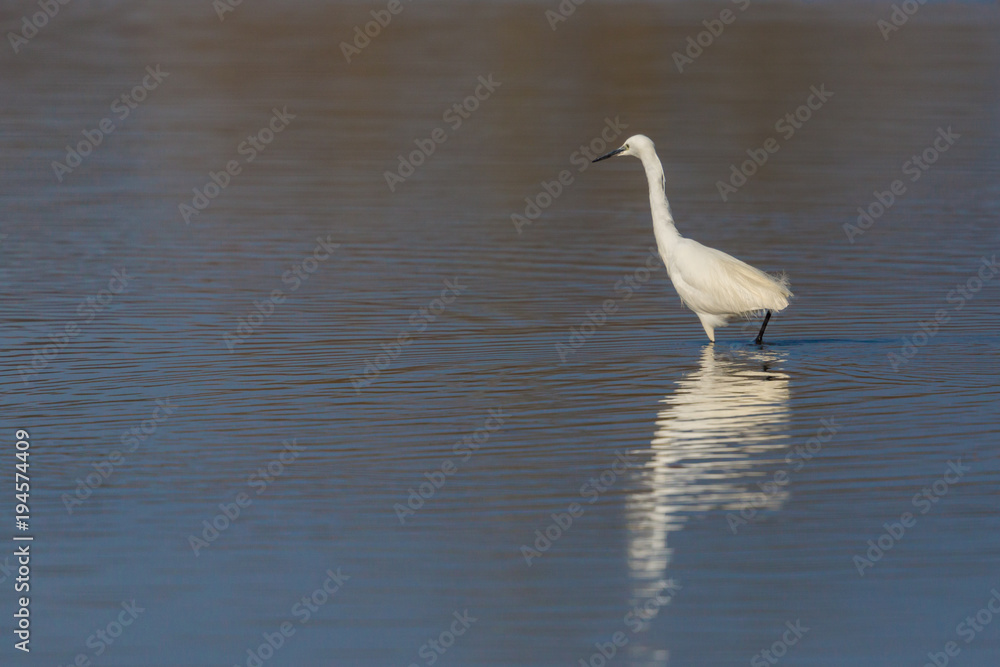 mirrored little egret (egretta garzetta) standing in water in sunlight mirrored little egret (egretta garzetta) standing in water in sunlight