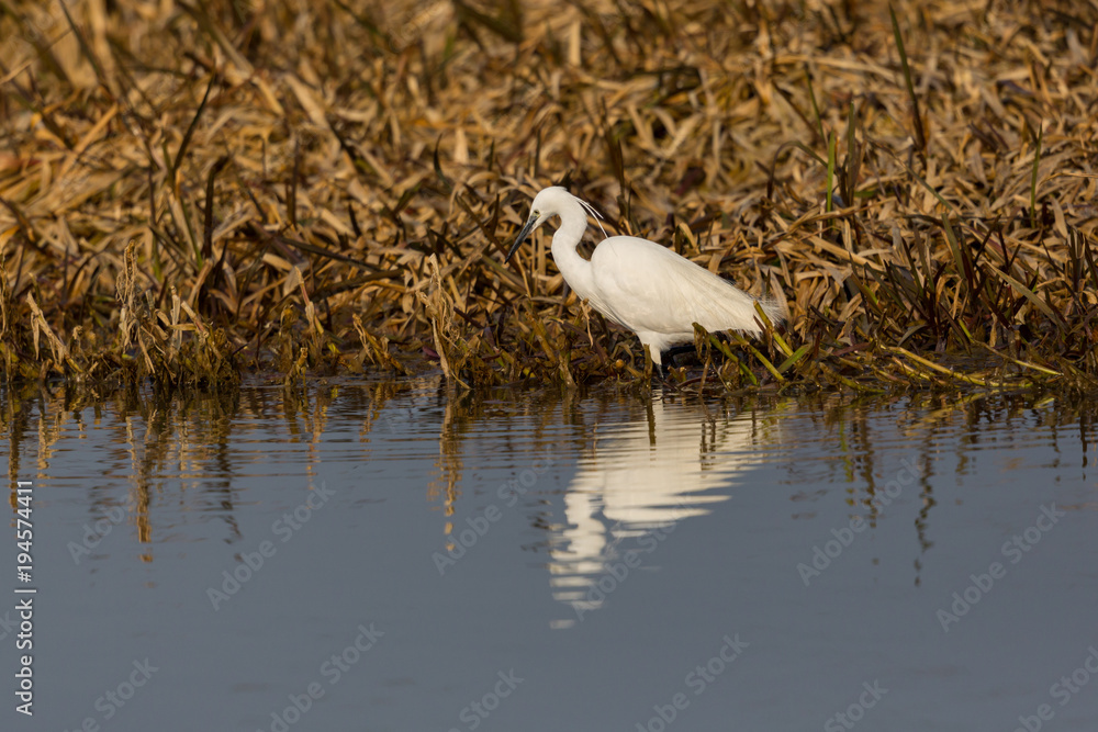 little egret (egretta garzetta) standing at reed belt, reflected on water surface