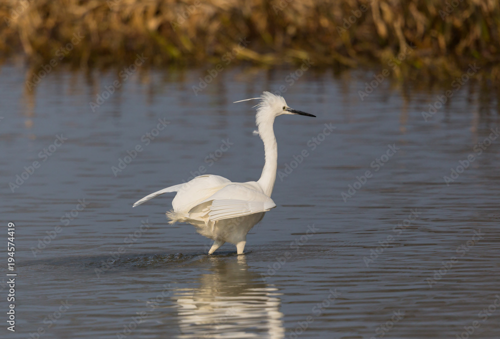 little egret (egretta garzetta) standing, water, reed belt, sunlight little egret (egretta garzetta) standing, water, reed belt, sunlight