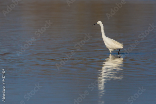 mirrored little egret  egretta garzetta  standing in water in sunlight