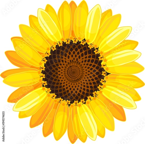Fototapeta Naklejka Na Ścianę i Meble -  Yellow flower of sunflower on white background