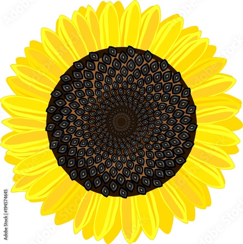Ripe yellow-black head of sunflower on white background