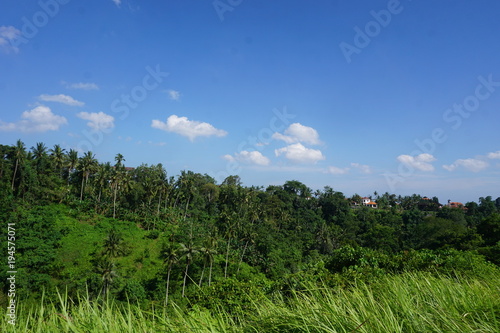 Jungle view Rice field Bali with clouds and palm trees