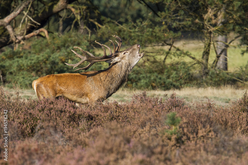 Fototapeta Naklejka Na Ścianę i Meble -  Bellowing Red Deer stag in rutting season in the moorland of National Park Hoge Veluwe in the Netherlandsed Deer stag in rutting season in National Park Hoge Veluwe in the Netherlands