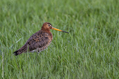 Wet Black-tailed Godwit standing in the meadow in the Netherlands 