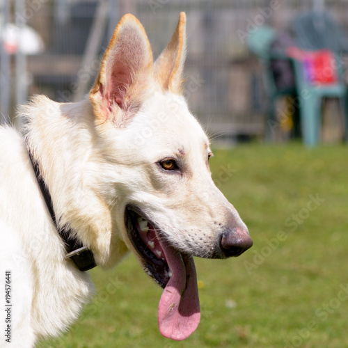 White German Shepherd Dog portrait