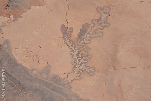 Versteinerte Pflanze im Sandstein am hohen Opferplatz von Petra in Jordanien 