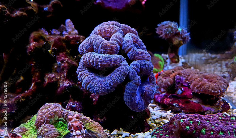 Naklejka premium LPS coral in reef aquarium tank
