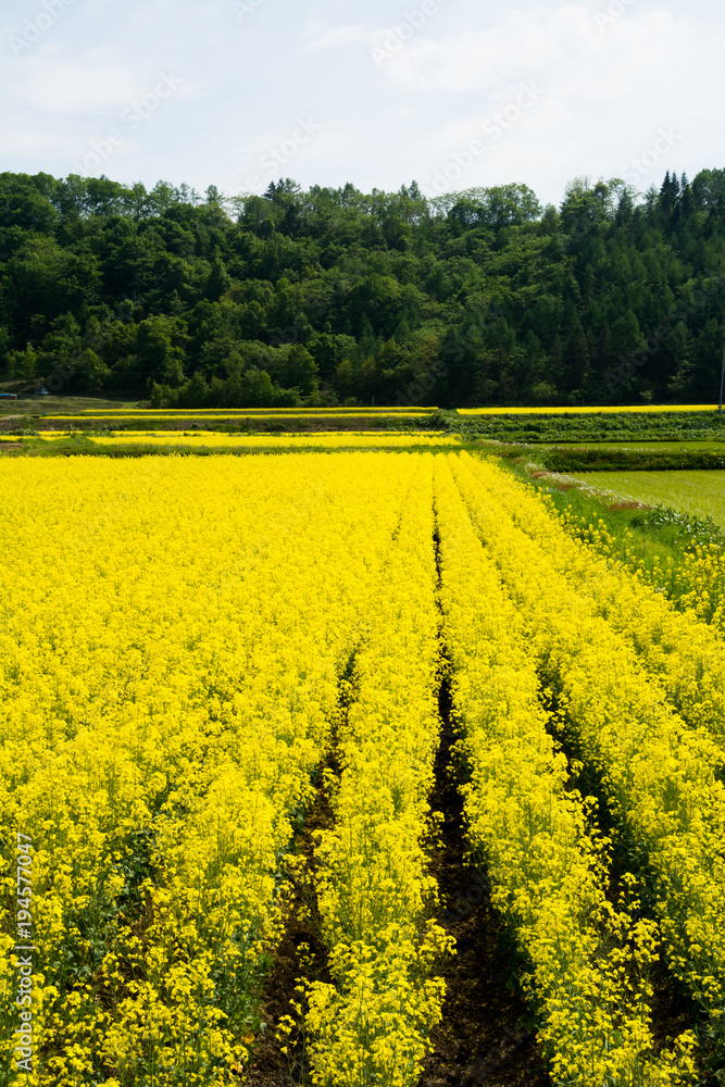 休耕田の菜の花畑 休耕田の菜の花畑