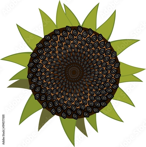 Ripe black sunflower head on white background