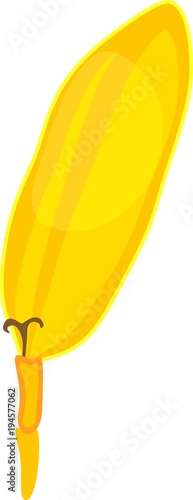 Ray floret with yellow corolla from sunflower inflorescence