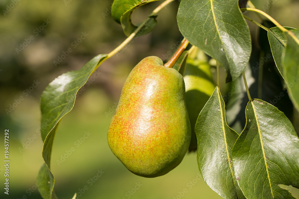 Fruit. Ripe And Sweet Pear With Leaves Grow In Sunny Garden Outdoor Summer. Fruit. Ripe And Sweet Pear With Leaves Grow In Sunny Garden Outdoor Summer.