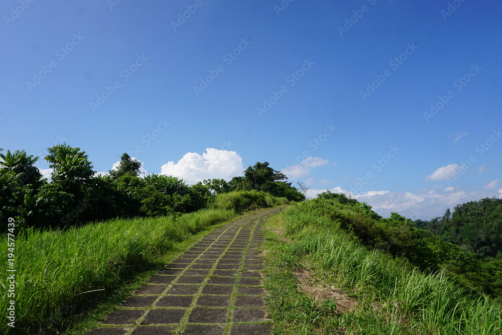 Path jungle view Rice field Bali with clouds and palm trees