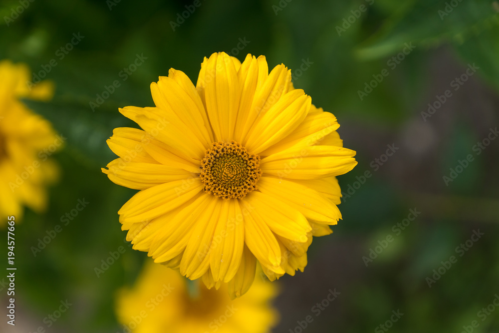 Beautiful single yellow Barbeton daisy flower Beautiful single yellow Barbeton daisy flower