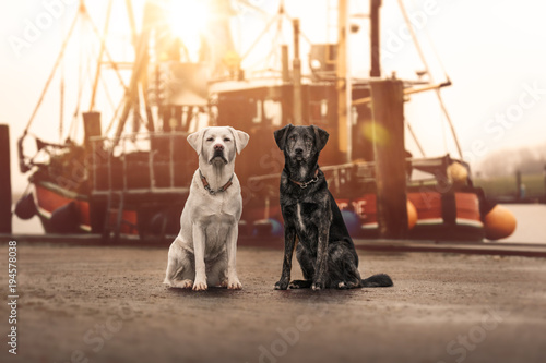 two cute young curious dogs pets sitting and looking pretty in front of sailing boat during holiday - australian shepherd and labrador retriever