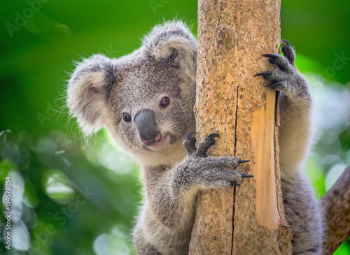 Koala is on the tree. photo