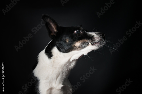 Funny dog face portrait at studio © GrasePhoto