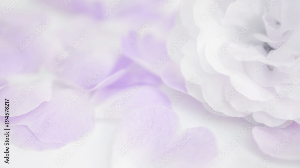 Obraz premium Close up of a rose flower in a vintage style and soft focus.