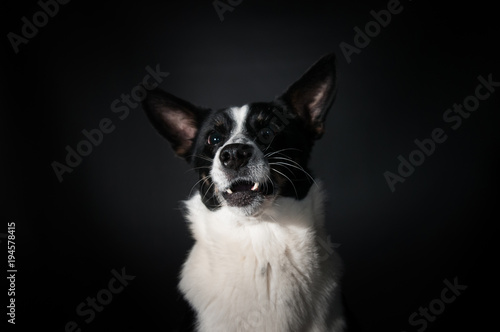 Fototapeta Naklejka Na Ścianę i Meble -  Funny dog face portrait at studio