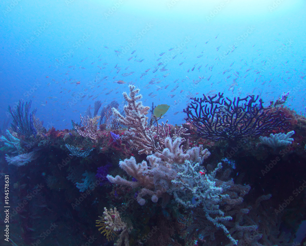 Fototapeta premium Wreck diving in In Atami City, Shizuoka Prefecture japan