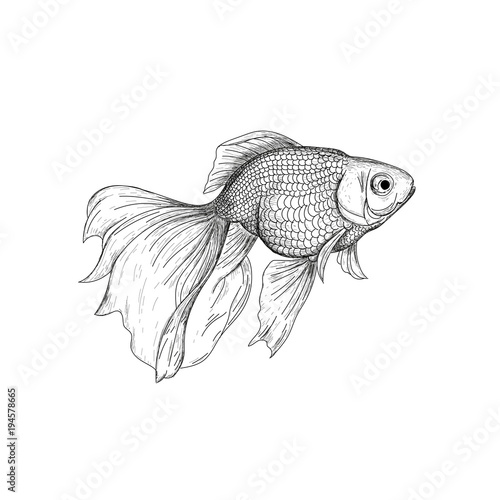 Goldfish illustration, drawing, engraving