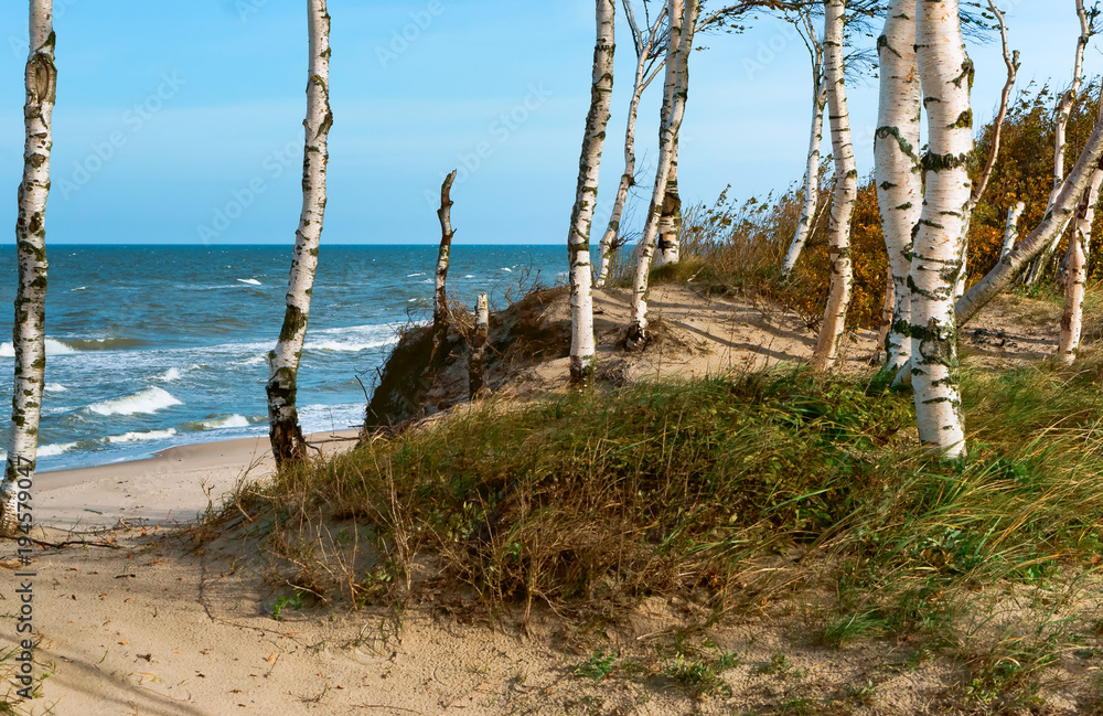 Birch trees on the shore. Sea coast. Waves and storms at sea. Waves on the Baltic Sea.