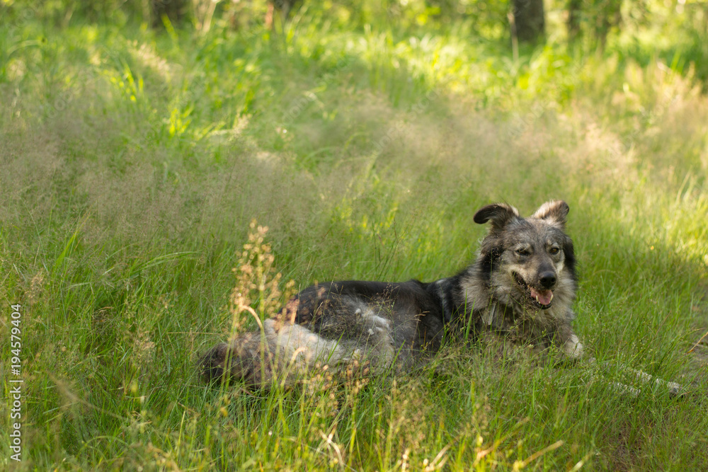 Fototapeta premium big dog lying in the tall grass
