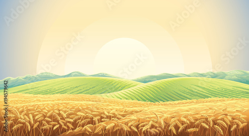 Summer landscape with a field of ripe wheat, and hills and dales in the background