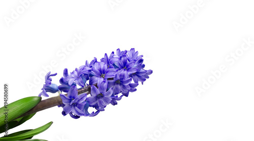 Inflorescence of lilac fragrant hyacinth  orientation diagonally. Isolated on white background. Mock up  copy space