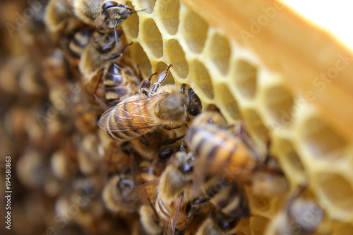 Beehive interior - honey bees working on a honeycomb
