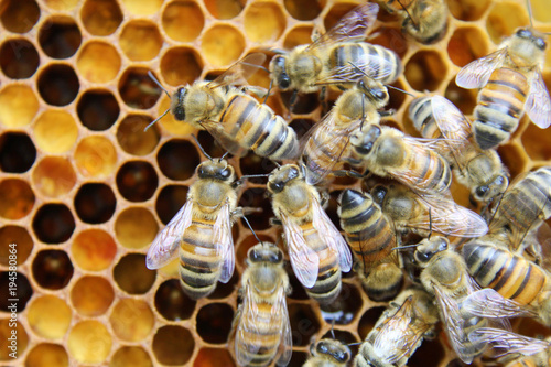 Beehive interior - honey bees working on a honeycomb