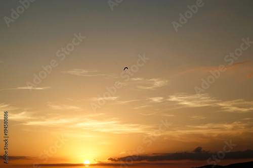 uccello in volo al tramonto © Andre