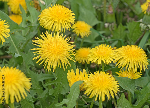 L  wenzahn  Taraxacum  Bl  ten