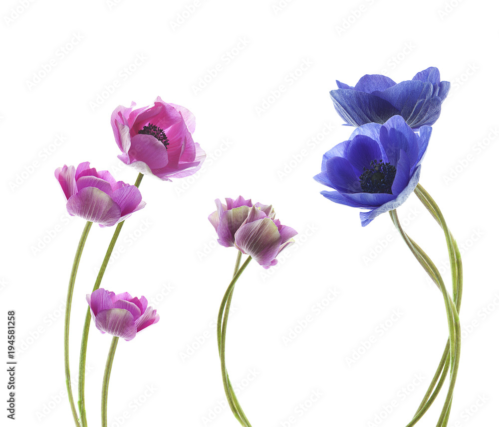 composición de flores anemone rosas y moradas composición de flores anemone rosas y moradas